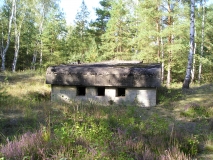 Das Bild zeigt einen ehemaligen Beobachtungsbunker inmitten eines Birkenwaldes.