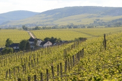 Das Bild zeigt Weinhänge im Rheingau an einem diesigen Sommertag.