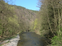 Das Foto zeigt einen Abschnitt des Flusses Schwarza im Wald.