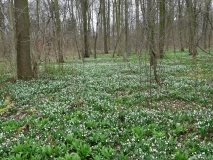 Das Foto zeigt einen Ausschnitt des Leipziger Auwalds. Der Waldboden ist übersät mit Bärlauch und blühenden Märzenbechern.