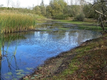 Fortpflanzungsgewässer der Rotbauchunke.