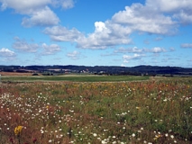 Reich strukturierte und blütenreiche Agrarlandschaft auf Rügen (Foto: Usch Martin)