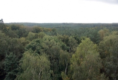 Blick vom Aussichtsturm auf dem Wurzelberg über die geschlossene Waldlandschaft der Dahlen-Dübener Heide (Foto: Christof Martin)