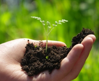 Eine Hand hält Erde mit einer keimenden Pflanze