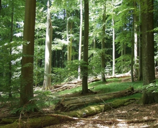 Reifer, langjährig sich natürlich entwickelnder Buchenbestand im Naturwaldreservat Brunnstube, nördlicher Steigerwald, Bayern