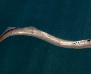 Nach einigen Monaten wandern junge Meerneunaugen (Petromyzon marinus) von den Flussläufen ins offene Meer