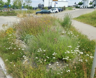 Naturnahes Verkehrsbegleitgrün auf einer Verkehrsinsel