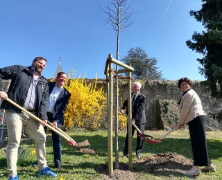 Zum Auftakt der "5 Wochen für Bäume" pflanzte BfN-Präsidentin Riewenherm eine Friedens-Linde.