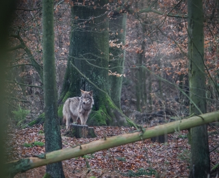 Wolf im Wald