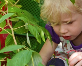 Kindergartenkind untersucht eine Pflanze