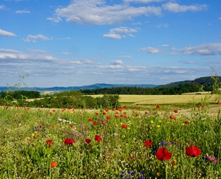 Kulturlandschaft mit blühender Fläche im Vordergrund