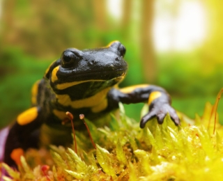 Feuersalamander in seinem Lebensraum