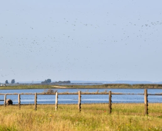 Polder Drammendorf an der Ostseeküste