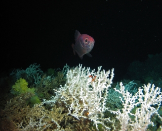 Kaiserbarsch über weißen Kaltwasserkorallen und gelben Anemonen