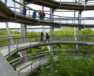 People on a treetop walk