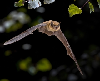 Zwergfledermaus im Flug