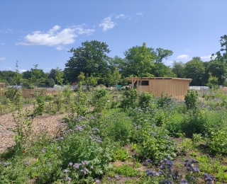 Sträucher und Stauden in einem neu angelegten Waldgarten