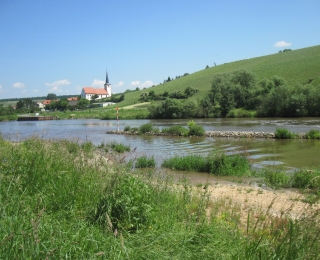 Blick auf einen Seitenarm des Mains gegenüber Stammheim mit Weinberg und Ortschaft am gegenüberliegenden Ufer.