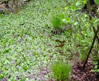 Quelle mit standorttypischer Vegetation