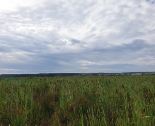 Blick auf Teichweide im Peenetalmoor in Neukalen