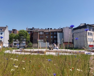 Blühende Wiese im Vordergrund, dahinter Spielplatz mit Sandfläche, im Hintergrund Häuser