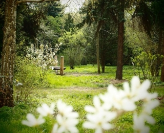 Ein Bild, das Baum, Gras, draußen, Wald enthält.