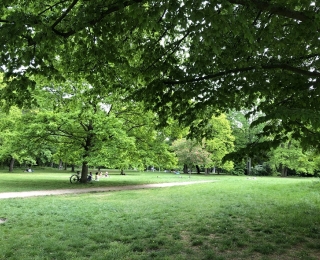 Menschen sitzen auf einer Wiese mit Bäumen, Gras und Wegen.