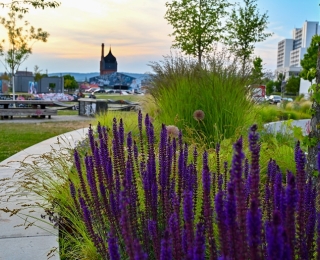 Im Vordergrund Blumen und ein asphaltierter Weg, im Hintergrund Gebäude und Bänke