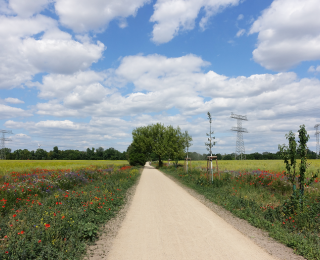 Weg und Wiese mit Blumen, hohes Gras und Himmel mit Wolken.