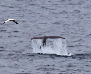 Buckelwalflosse erhebt sich aus dem Wasser