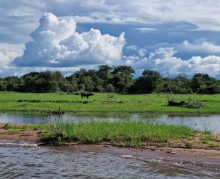 Feuchtgebiet im Akagera Nationalpark mit Büffel