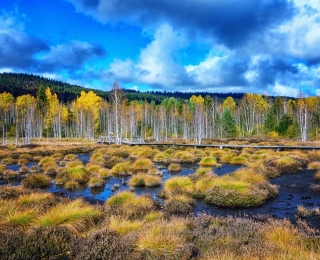 Grüne Moorlandschaft mit blauem Himmel