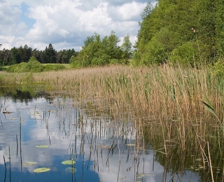Lebensraum der Großen Moosjungfer