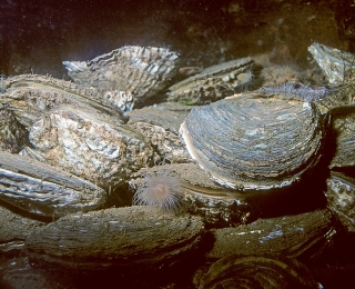 Austernbank im Aquarium (Ostrea edulis)