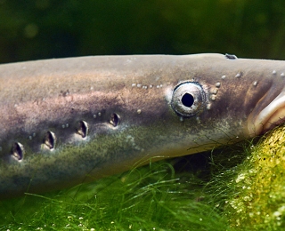 Flussneunaugen (Lampetra fluviatilis) gehören zu den im Anhang II der FFH-Richtlinie gelisteten Arten. Foto: Minden@juniorswildlife