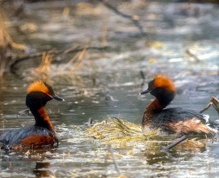 Markant sind die im Prachtkleid goldgelb aufgerichtet Ohrbüschel der Ohrentaucher (Podiceps auritus), Foto: Hans-Georg Arndt