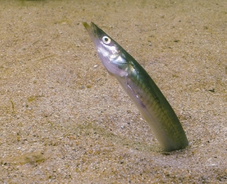 Sandaale (Ammodytidae) sind ein elementarer Baustein im Nahrungsnetz der Meere und sind auf sandige Sedimente angewiesen