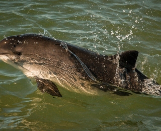 Schweinswal (Phocoena phocoena), Foto: Photoshot/Juniors@wildlife