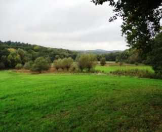 Landschaftsausschnitt der Begaaue mit Grünlandbereichen, Kopfweidengruppe und einer Laubmischwaldkulisse am gegenüber liegenden Hangbereich
